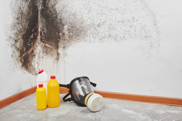 Best Local Mold Removal Service  in Pella, IA