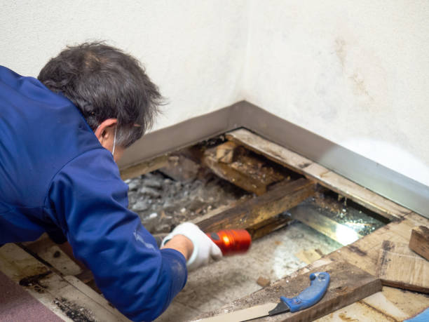 Best Mold Remediation  in Pella, IA