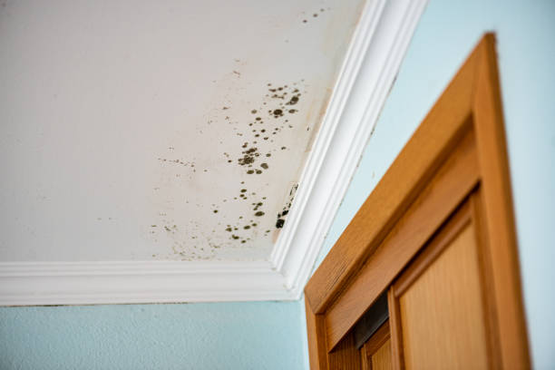 Trusted Pella, IA Mold Removal Experts