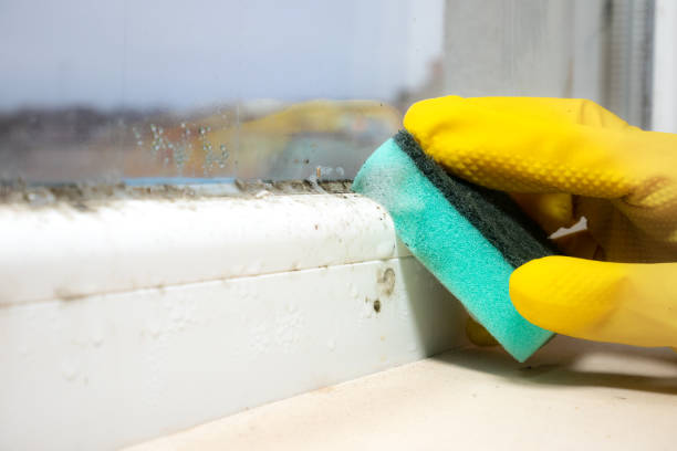Best Mold Removal Company Near Me  in Pella, IA