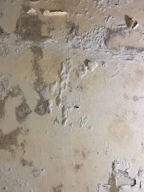 Best Affordable Mold Removal  in Pella, IA