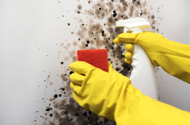 Best Mold Damage Repair  in Pella, IA