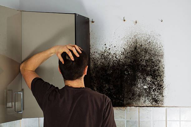 Best Mold Removal Near Me  in Pella, IA